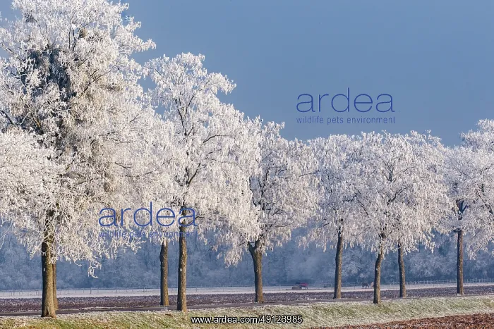: Walff, frosted trees : Walff, frosted trees