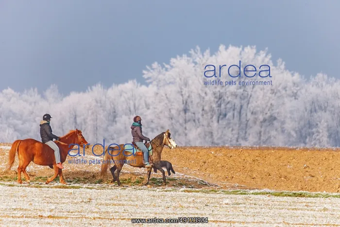 : Walff, frosted trees, horse riding : Walff, frosted trees, horse riding