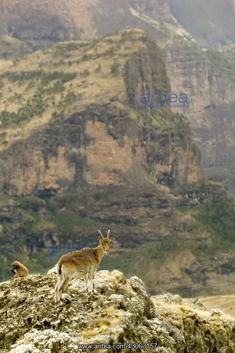 : Walia ibex and a Gelada baboon stand atop : Walia ibex and a Gelada baboon stand atop