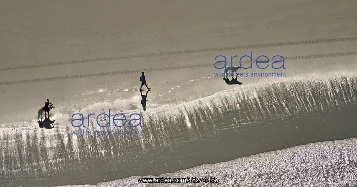 : Walk on a beach - Picardy France : Walk on a beach - Picardy France