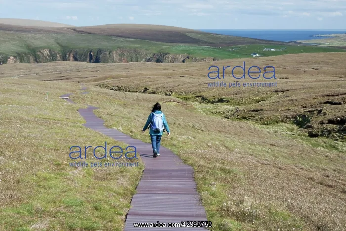 : Walker - on boardwalk to Hermaness : Walker - on boardwalk to Hermaness