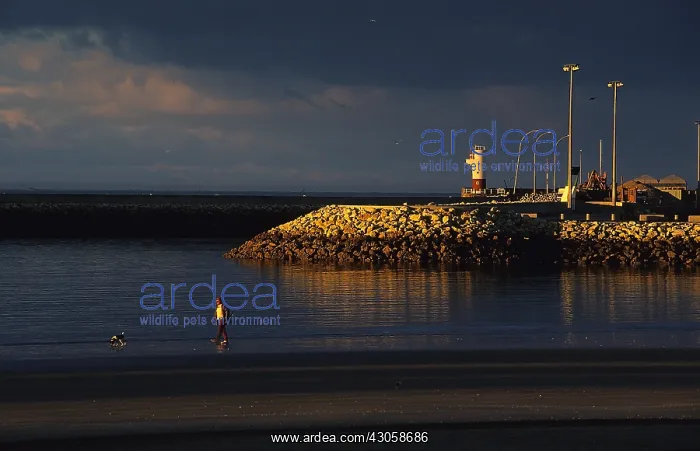 : Walker and his dog on the beach of Royan France : Walker and his dog on the beach of Royan France