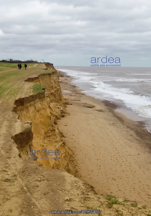 : Walkers along the edge of Cliff erosion : Walkers along the edge of Cliff erosion