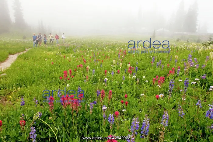 : Walkers hiking through beautiful alpine wildflowers : Walkers hiking through beautiful alpine wildflowers
