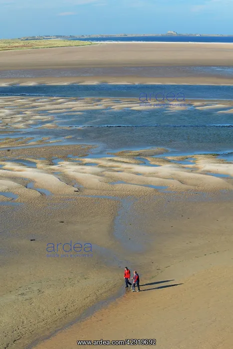 : Walkers at low tide : Walkers at low tide