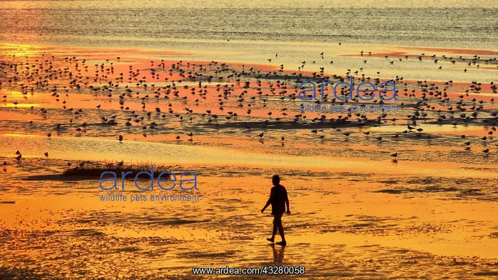 : Walkers and seagulls, silhouettes on the beach : Walkers and seagulls, silhouettes on the beach