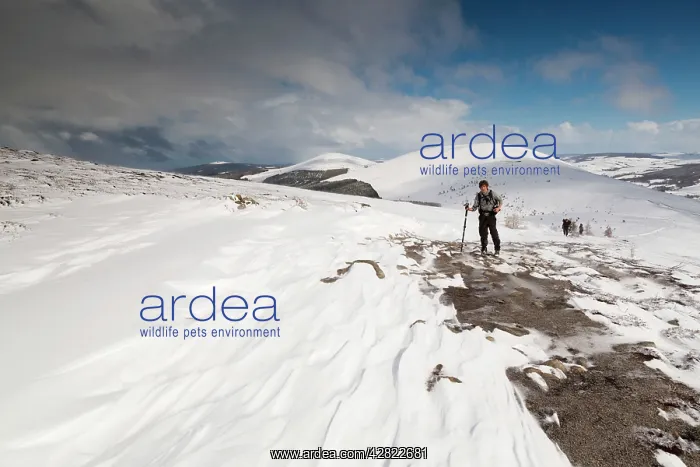 : Walkers - in snow : Walkers - in snow