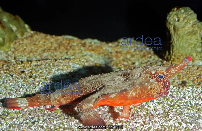 : Walking Batfish / Toadfish : Walking Batfish / Toadfish