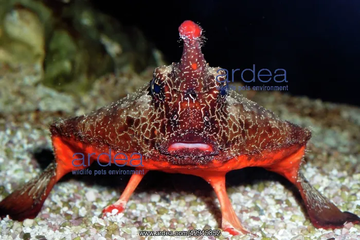 : Walking Batfish / Toadfish : Walking Batfish / Toadfish
