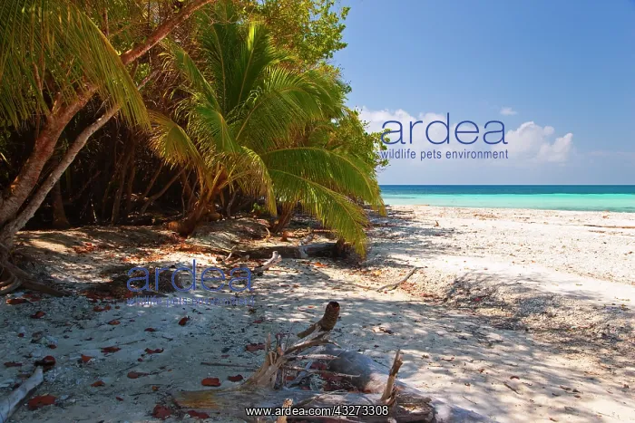 : Walking along the beach on West Snake Cay : Walking along the beach on West Snake Cay