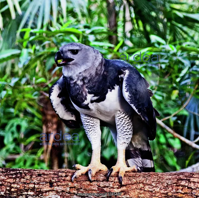 : Walking around the Belize Zoo, Harpy Eagle : Walking around the Belize Zoo, Harpy Eagle
