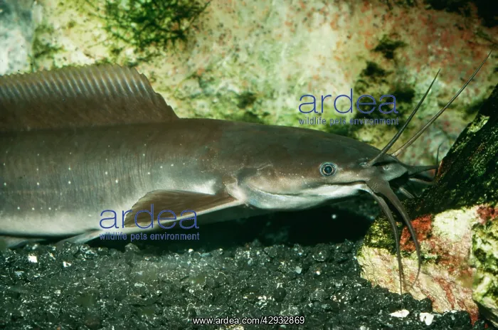: Walking CATFISH : Walking CATFISH