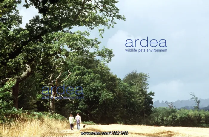 : WALKING - Couple and dog on field edge : WALKING - Couple and dog on field edge