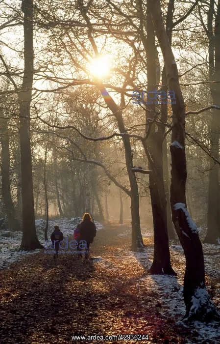 : Walking - decidious woodland in winter : Walking - decidious woodland in winter