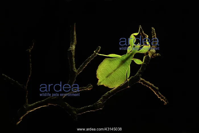 : Walking Leaf : Walking Leaf