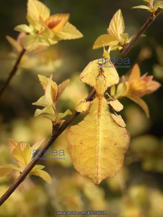 : Walking Leaf Bug (Phyllium giganteum) hanging o : Walking Leaf Bug (Phyllium giganteum) hanging o