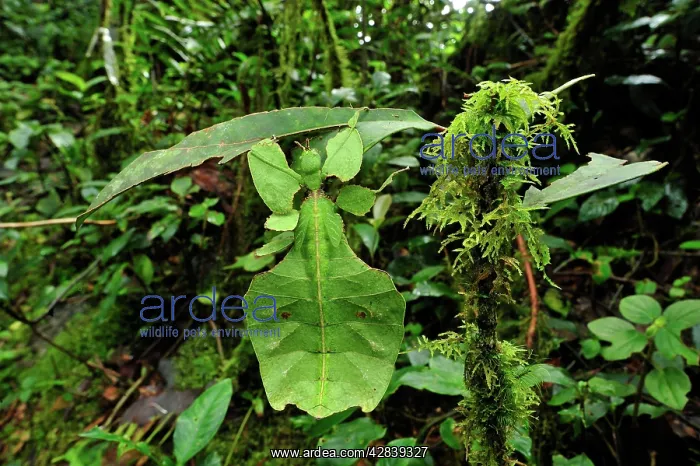 : Walking Leaf / Leaf Insect - at the cloudforest : Walking Leaf / Leaf Insect - at the cloudforest