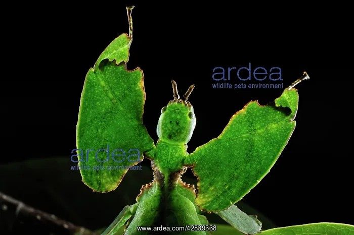 : Walking Leaf / Leaf Insect - at the cloudforest : Walking Leaf / Leaf Insect - at the cloudforest