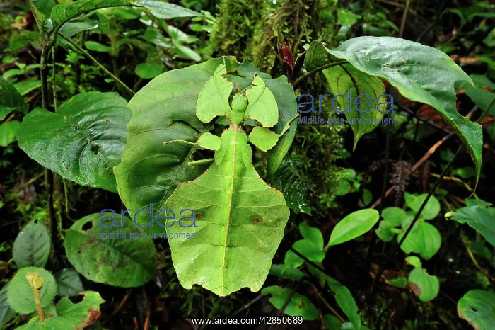 : Walking Leaf / Leaf Insect - at the cloudforest : Walking Leaf / Leaf Insect - at the cloudforest