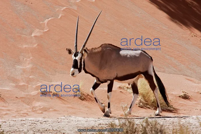 : Walking male Oryx (Oryx gazella), Namib : Walking male Oryx (Oryx gazella), Namib