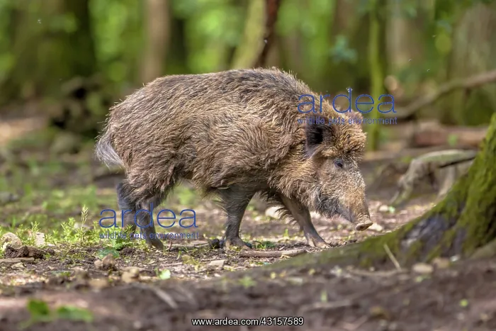 : Walking male Wild Boar : Walking male Wild Boar