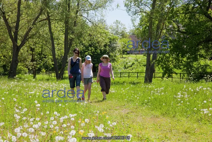 : Walking in a meadow - Three friends walking in : Walking in a meadow - Three friends walking in
