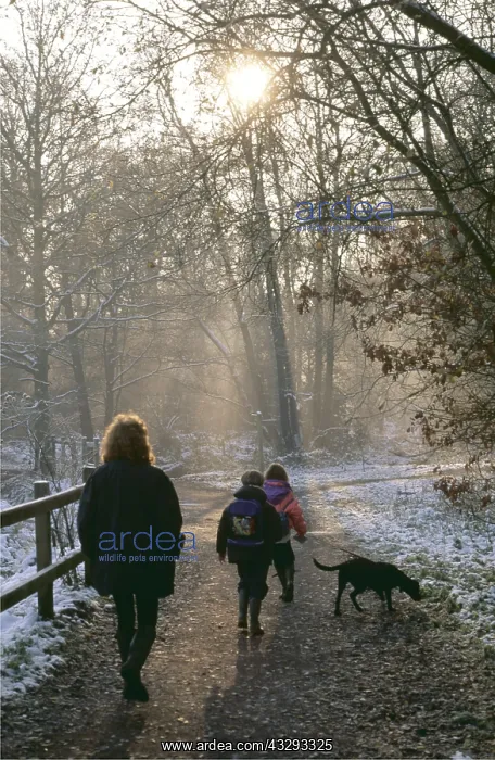 : WALKING - Mother, children & dog, in wood in winter : WALKING - Mother, children & dog, in wood in winter