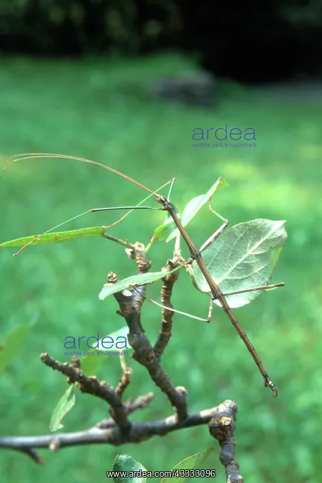  : Walking Stick