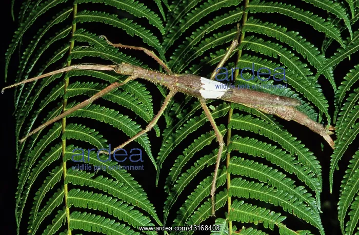 : Walking Stick (Acrophylla sp.) : Walking Stick (Acrophylla sp.)