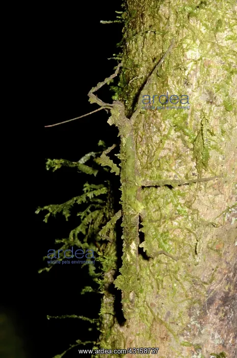  : Walking Stick Insect