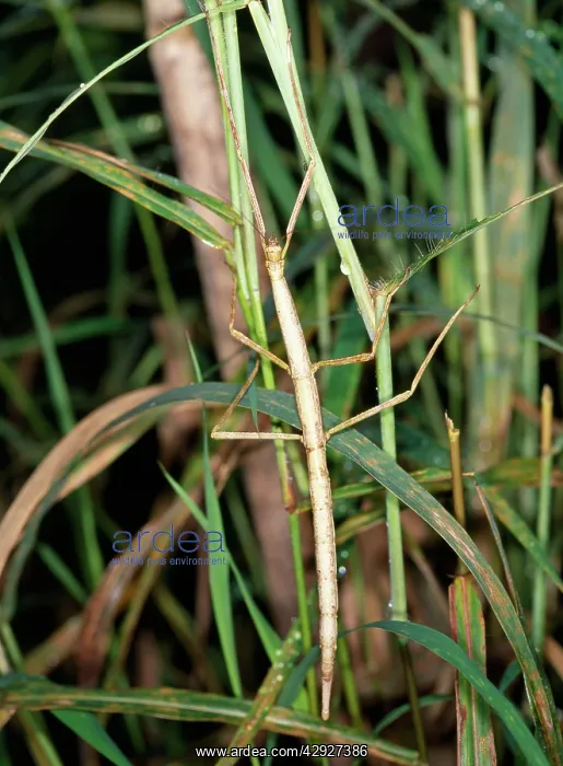 : Walking Stick / Stick Insect : Walking Stick / Stick Insect