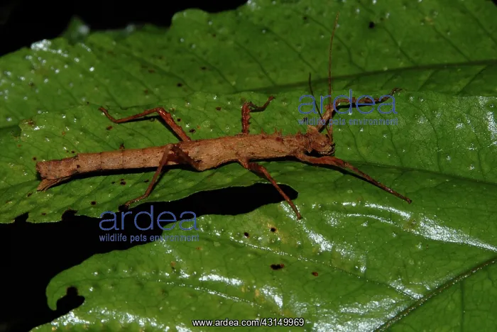 : Walkingstick : Walkingstick