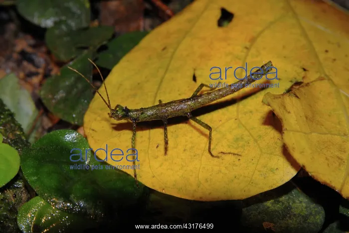 : Walkingstick : Walkingstick