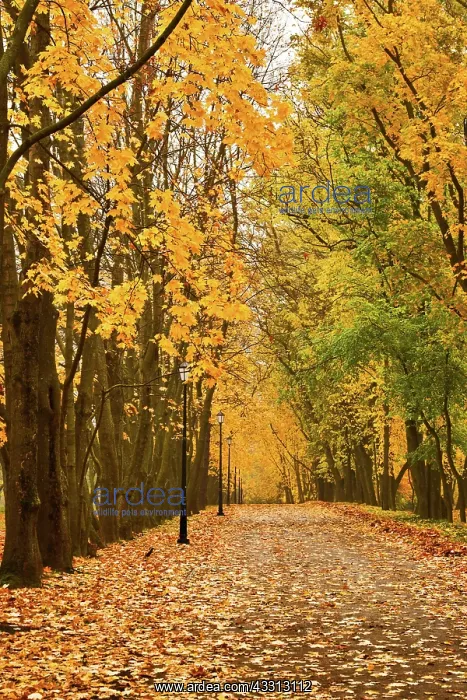 : Walkway in autumn park : Walkway in autumn park