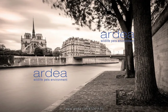 : Walkway along River Seine and Cathedral : Walkway along River Seine and Cathedral