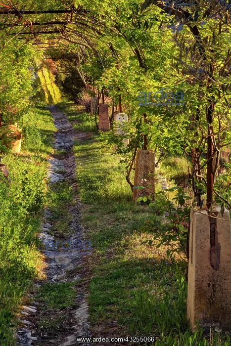 : Walkway through vineyard at sunrise, Gordes : Walkway through vineyard at sunrise, Gordes