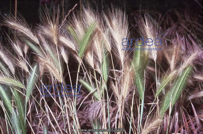 : Wall Barley : Wall Barley