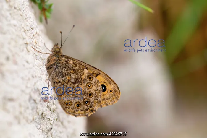 : Wall Brown Butterfly : Wall Brown Butterfly