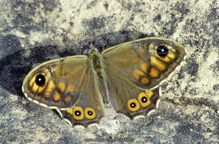 : Wall Brown Butterfly : Wall Brown Butterfly