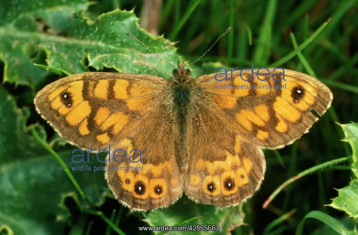 : Wall Brown BUTTERFLY : Wall Brown BUTTERFLY