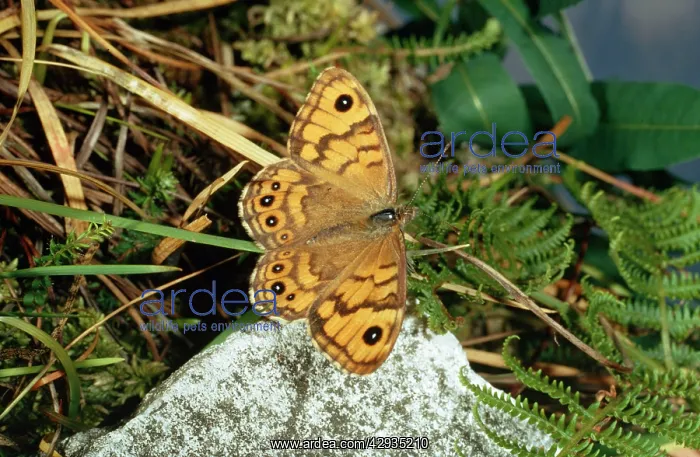 : WALL BROWN BUTTERFLY - ON STONE : WALL BROWN BUTTERFLY - ON STONE