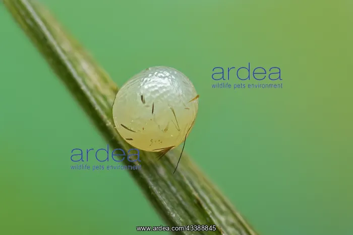  : Wall Brown (Lasiommata megera) egg of butterfly