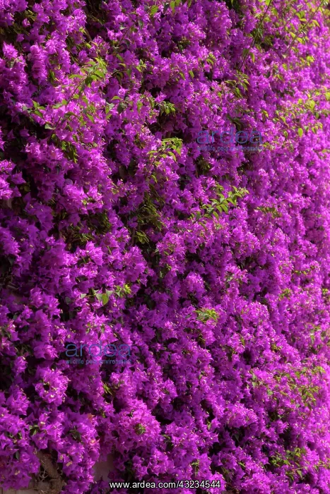 : Wall of colorful purple flowers in Positano : Wall of colorful purple flowers in Positano