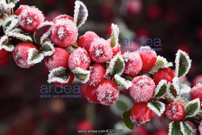 : Wall Cotoneaster (Cotoneaster horizontalis), frost : Wall Cotoneaster (Cotoneaster horizontalis), frost