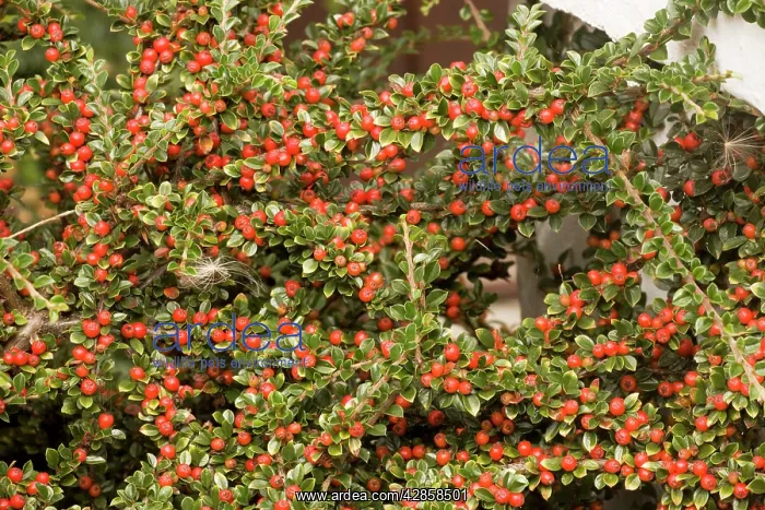 : Wall cotoneaster in fruit : Wall cotoneaster in fruit