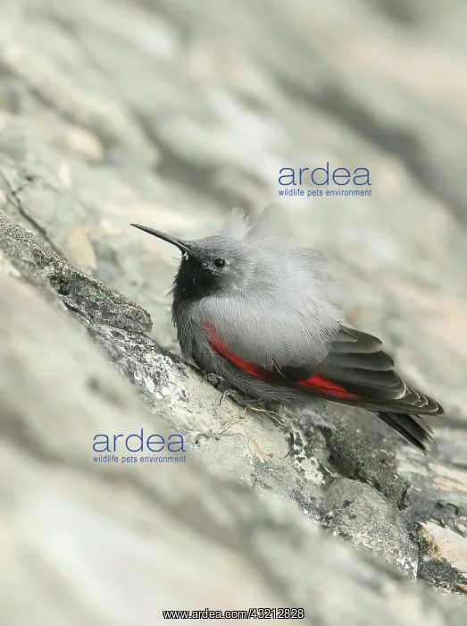 : Wall creeper (Tichodroma muraria) male in winter : Wall creeper (Tichodroma muraria) male in winter