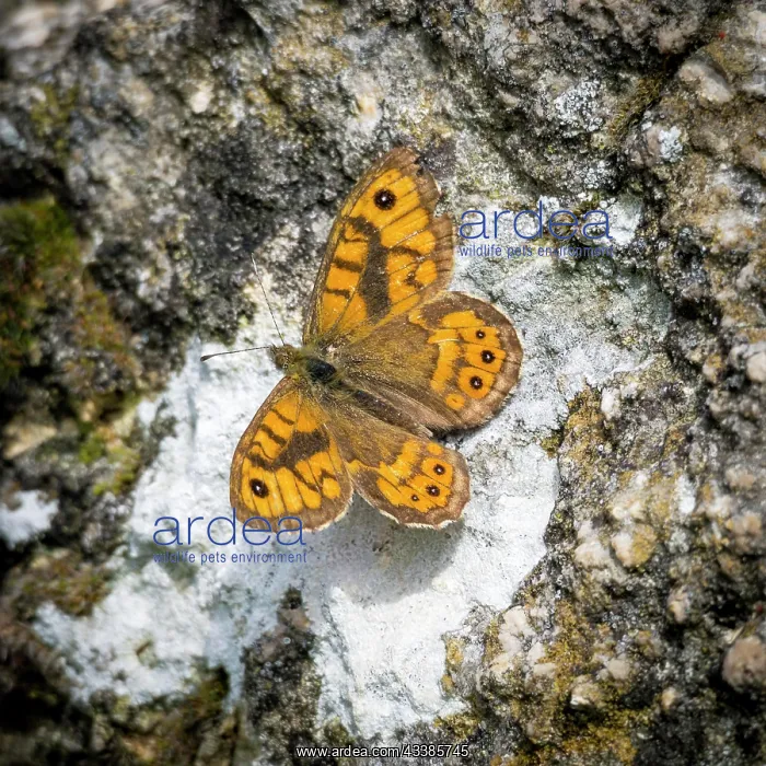 : Wall fox butterfly on a wall of a boulder : Wall fox butterfly on a wall of a boulder