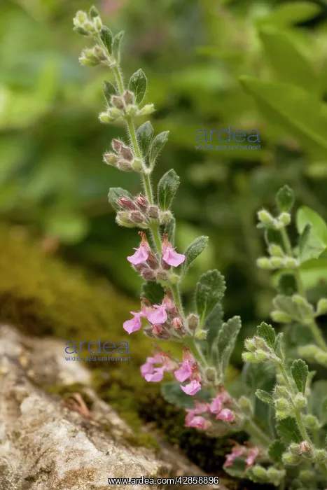 : Wall germander : Wall germander