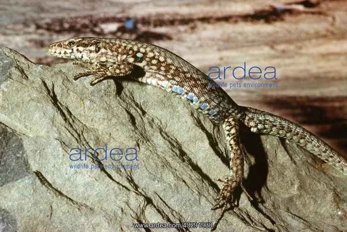 : WALL LIZARD : WALL LIZARD