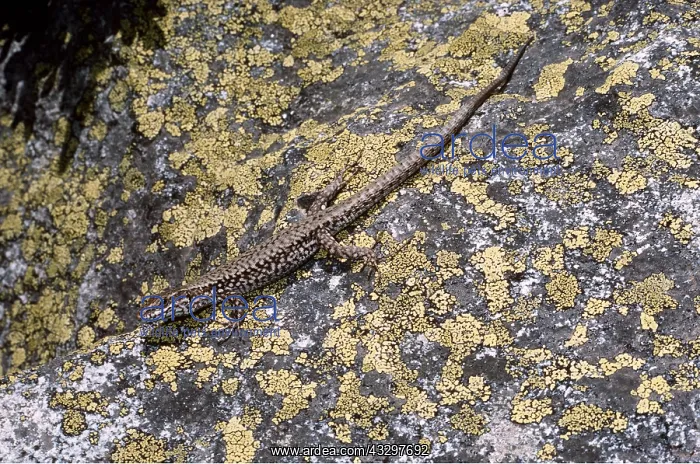 : WALL LIZARD : WALL LIZARD